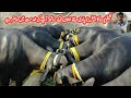 Most VIP Gabban Jhotiyan Farming Business | How To Start Katti Farming |Riaz Cattle Farm Sheikhupura