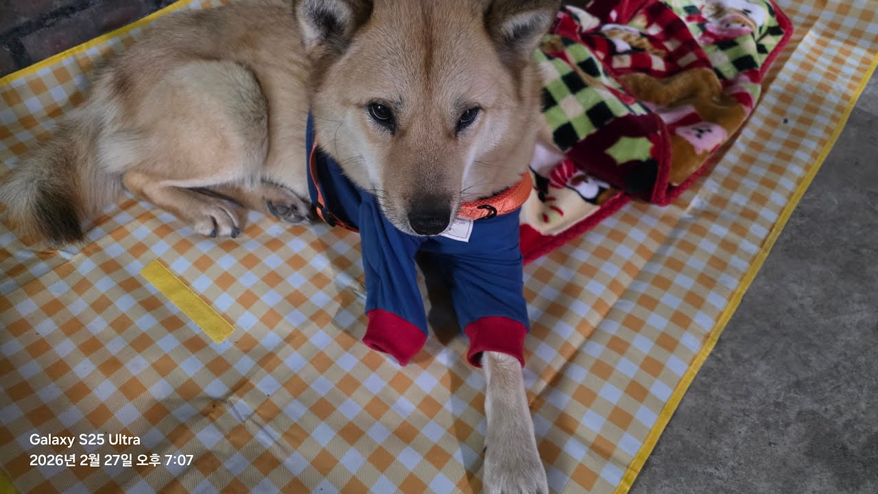 여우와 새끼강아지들과 함께 살 집에 이사왔어요