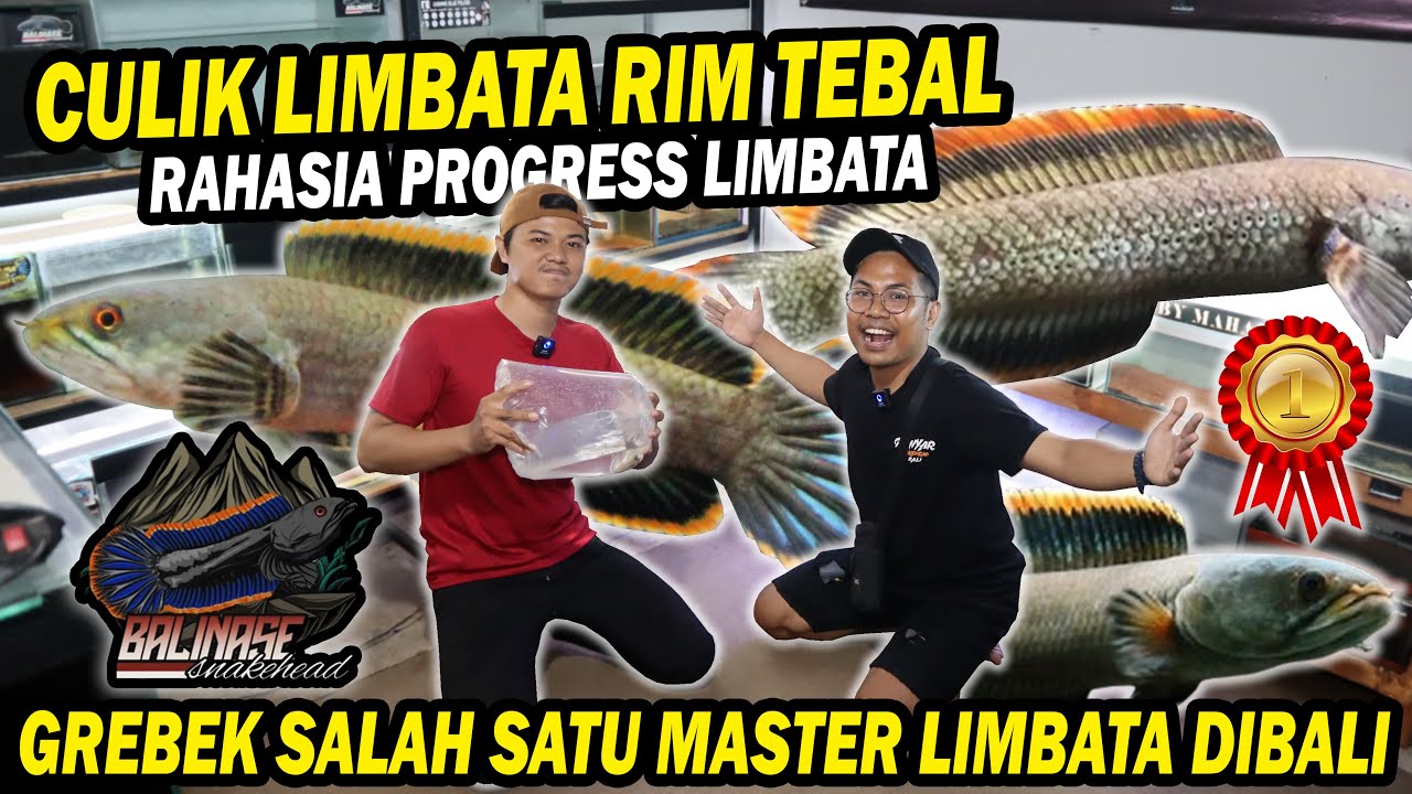CULIK!! TEMPAT KECIL BANYAK CHANNA LIMBATA BERKUALITAS DI BALINASE SNAKEHEAD