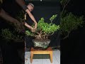 PRUNING BONSAI FICUS MICROCARPA #bonsai #caraperawatanbonsai #bonsaitree #tanaman #ficus #microcarpa