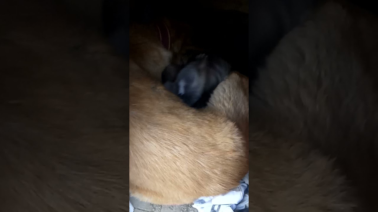 köpegim yavrul amistir