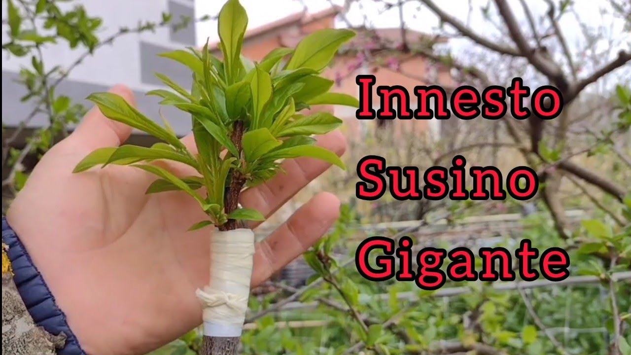 innesto susino gigante