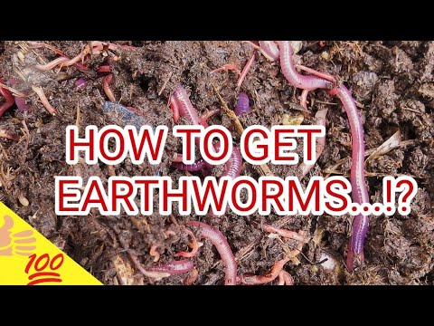 Come ottenere i lombrichi per vermicomposting ?? (INGLESE)