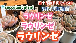 【多肉植物】【ガーデニング】