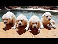 Labrador Puppies First Time Swimming!!!