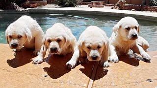 Labrador Puppies First Time Swimming
