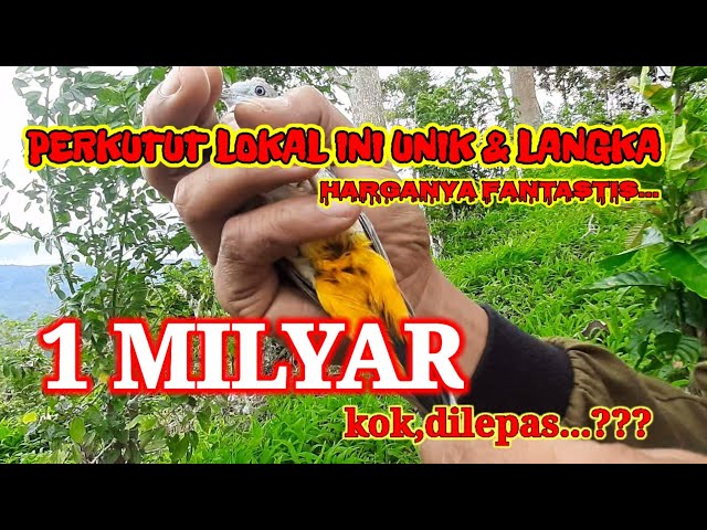 Perkutut lokal 1milyar berbulu dubur kuning kok,dilepas..??? class=