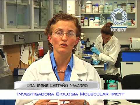 Estudios Sobre Candida glabrata