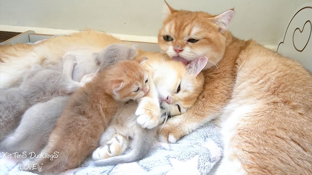 Dad Cat lovingly embraces mom cat, who in turn cradles the kitten in ...
