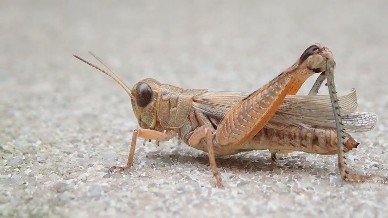Melanoplus Grasshopper