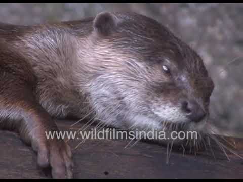 Ocean Rats, Beavers or Lutra Otters? What are these furry water-living ...