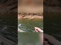 CHUNK Bass DESTROYS Swimbait!!!