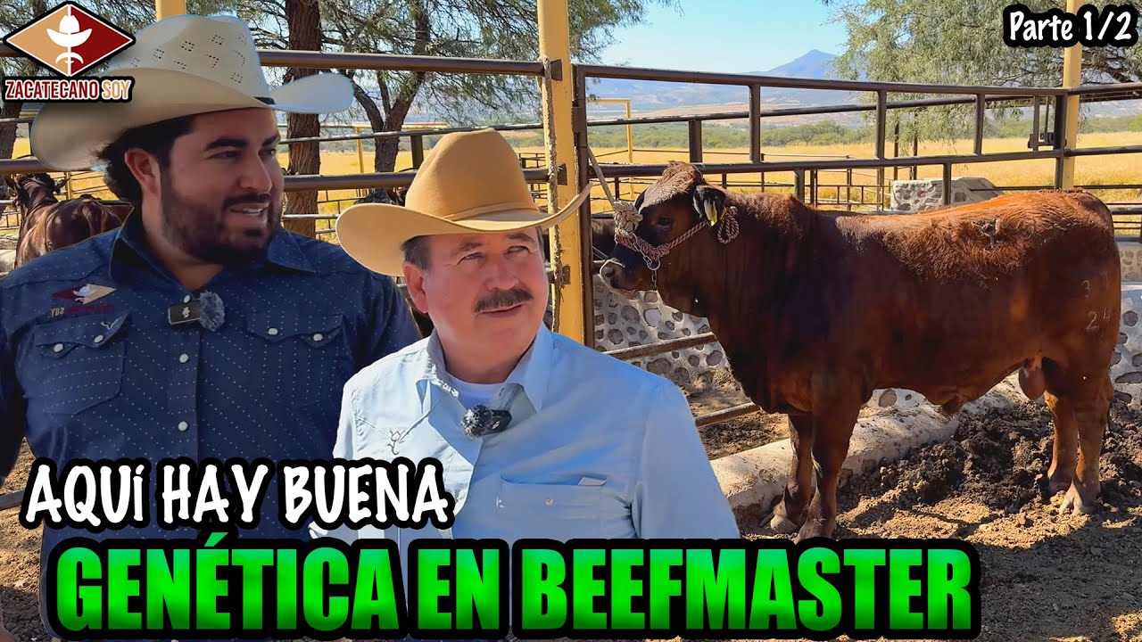 ANIMALES BEEFMASTER ESTADUNIDENSES al alcance de todos