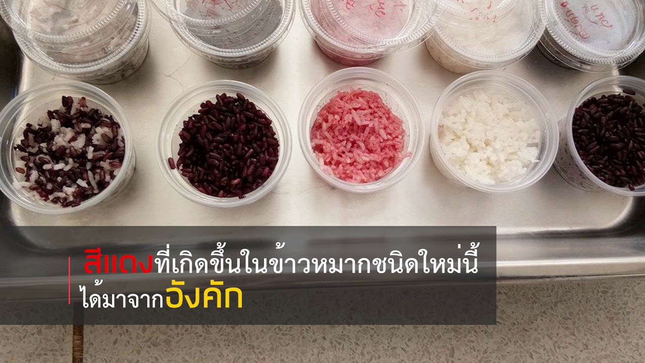 ม.อุบลฯวิจัยทำข้าวหมากสีแดง