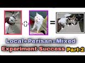 Indian local  persian cat cross breed  mixed persian kitten  riyaz korbu vlogs