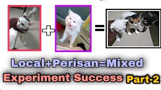 Indian Local + Persian Cat Cross Breed = Mixed Persian Kitten || Riyaz Korbu Vlogs