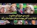 A buffalo named 'Donald Trump' becomes a social media star with a striking resemblance to Trump