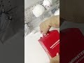 [開箱手燈！]竟然有意外的驚喜 😝［karu］ #unboxing #babymonster #kpop