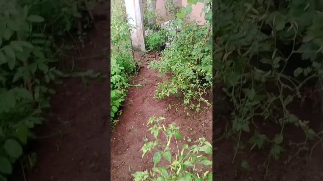 Bersihkan Gulma Secara Rutin Agar Tanaman Makin Sehat 