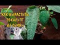 КАК ВЫРАСТИТЬ ЭВКАЛИПТ ИЗ СЕМЯН. МОЙ ОПЫТ. Eucalyptus citriodora