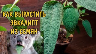 КАК ВЫРАСТИТЬ ЭВКАЛИПТ ИЗ СЕМЯН. МОЙ ОПЫТ. Eucalyptus citriodora