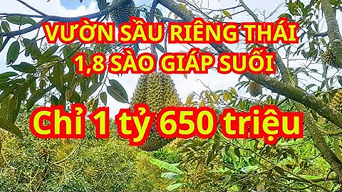 #212 Bán 1,8 sào, giá chỉ 1 tỷ 650 triệu Vườn Sầu Riêng Thái giáp suối, khoảng 70 cây sầu riêng.