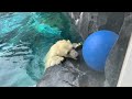 大玉のおもちゃで遊ぶ　ホッキョクグマのリラ　円山動物園　PolarBear　Lila　2021.8.27