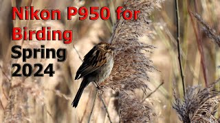 Nikon P950 for Birding  Spring 2024