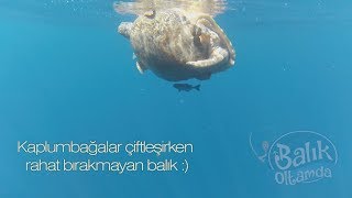 Deniz kaplumbağalarının çiftleşme anı Resimi
