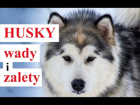 Wideo: Husky: Ciekawe Fakty, Zalety I Wady Rasy