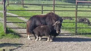 Musk Ox Calves: Muenster & Gouda's First Year!