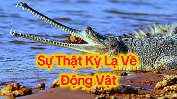 Sự Thật Kỳ Lạ Về Động Vật