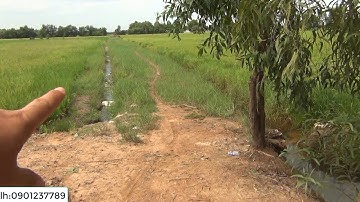 BÁN 16 NGÀN ĐẤT VƯỜN GIÁ 1,6 TỶ XÃ MỸ QUÝ ĐÔNG - ĐỨC HUỆ - LONG AN