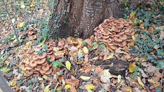 Download Lagu เลาะป่าหาเก็บเห็ดรวมเห็ดขอนสนมีเห็ดหลายชนิดหนาวๆยังมีเห็ดให้เก็บยุจ้าป่าต่างแดน MP3