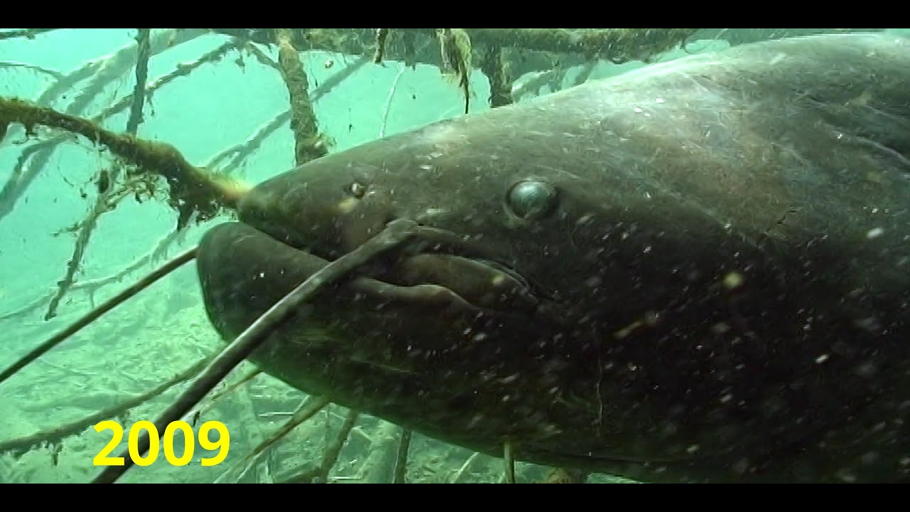 Ein großer Wels (Silurus glanis) Alter Rhein / Vorarlberg