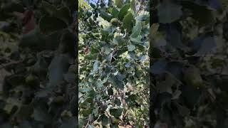 Menuda montanera se presenta, la encinas cargadas y los quejigos a reventar! #jamondebellota