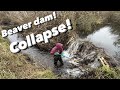 5 FOOT Beaver Dam Collapse!