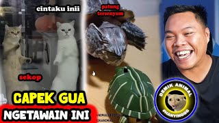THIS IS THE KIND OF CUTE WE'RE LOOKING FOR 🤣 - Reaction Demik Animal