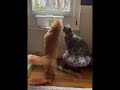 مقعدش ساكتة لازم أبوظ اي حاجة😂😂 #لايك #cat  #catlovers