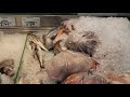 歯医者行って魚屋で鮭買っただけの動画