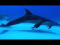 Wonderful Chill Out Music - Underwater Beautiful images