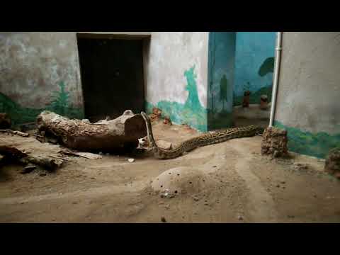 Python || 10 फीट लंबा अजगर 🐍