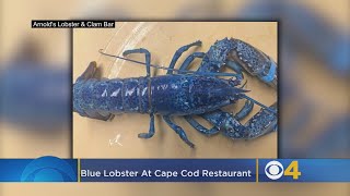Catch Of The Day: Blue Lobster On Display At Cape Cod Restaurant