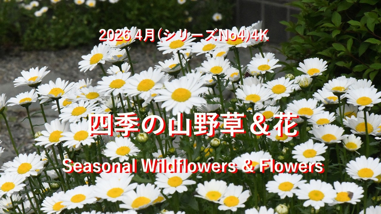 四季の山野草＆花2026(シリーズNo4)4K Seasonal Wildflowers & Flowers