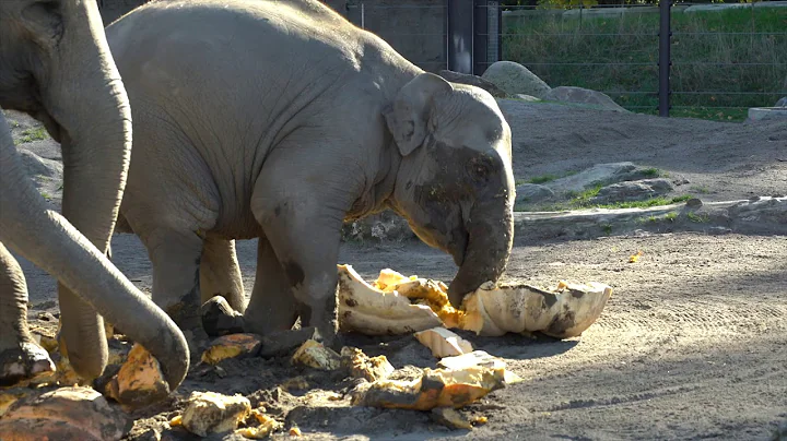 2017 Squishing of the Squash