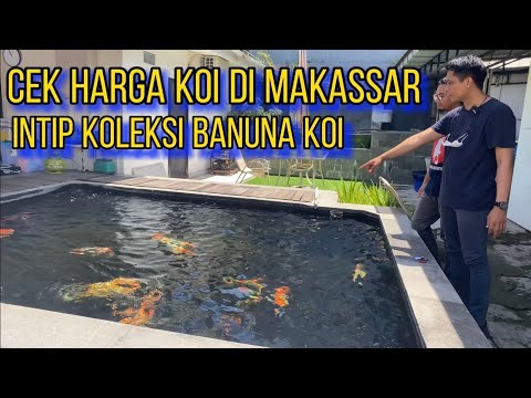Harga Ikan Koi Di Makassar | Banuna Koi Makassar