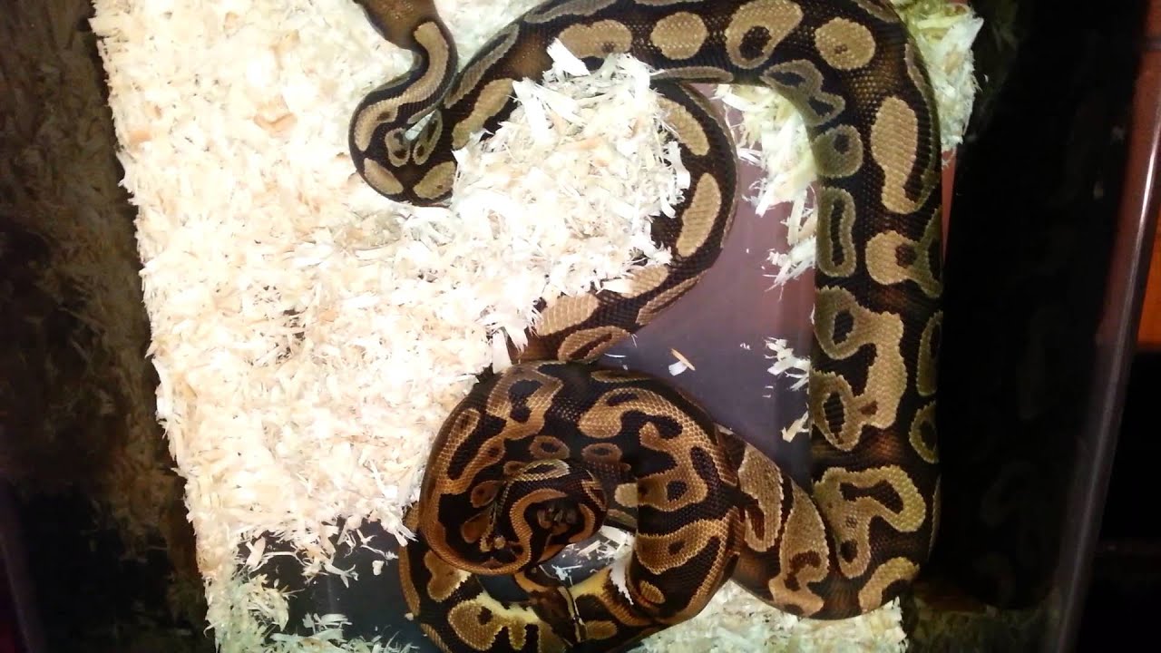 pythons for sale Update Part 2
