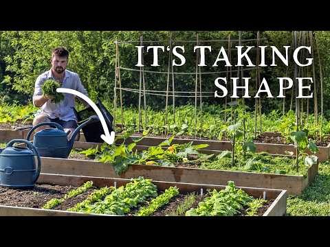 Heatwave Prep, Pest Pressure & More Planting in the Micro Self-Sufficiency Garden