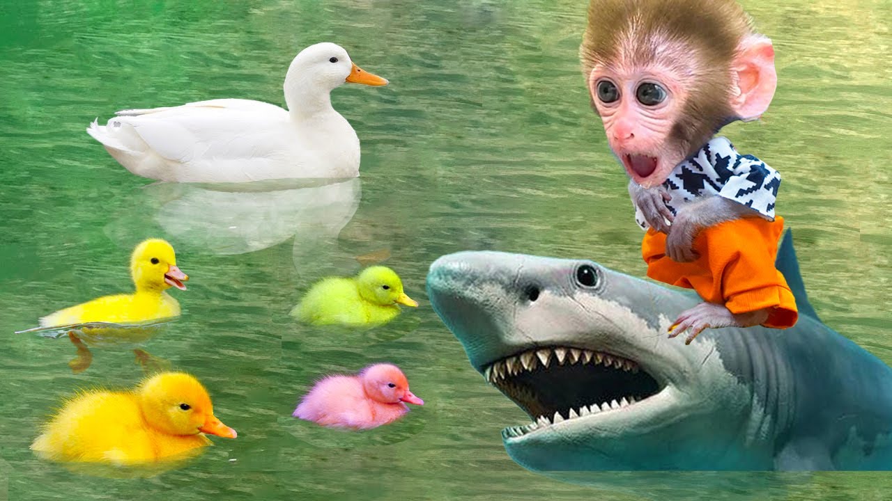 Baby monkey MIU MIU rescues baby duckling from baby shark
