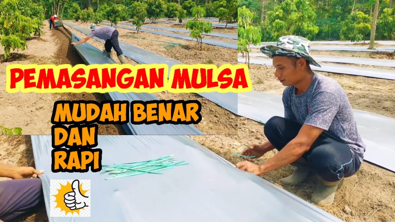mulsa | pemasangan mulsa yang benar